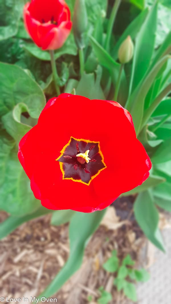 tulip